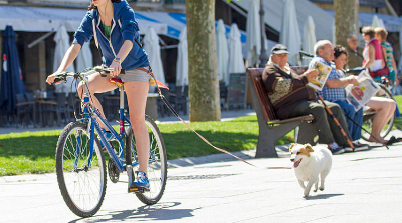 велоспрингер прогулка с собакой
