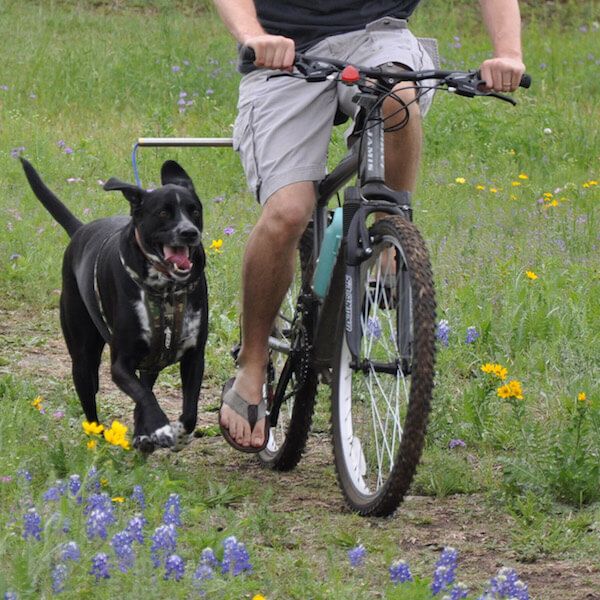 Велоспрингер для собак