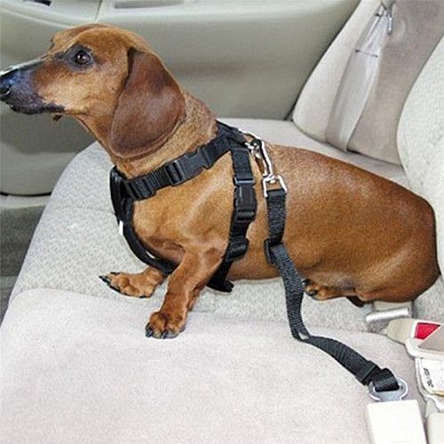 Поводок безопасности для собак в машине крепление
