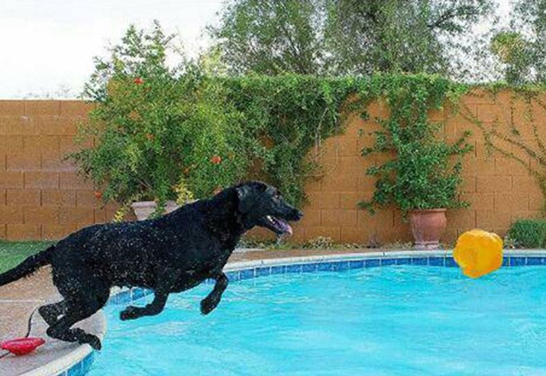 Эластичный плавающий мячик для собак
