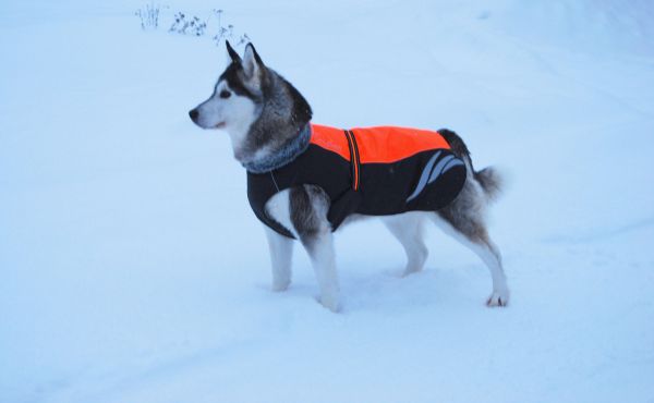 Жилет зимний для собак Truelove яркий вид