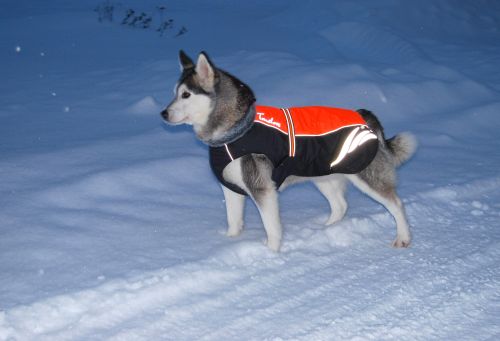 Жилет зимний для собак Truelove яркий вид ночью