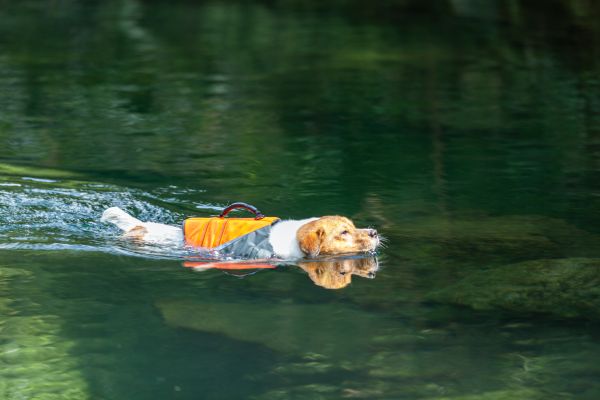 жилет для плавания для собак